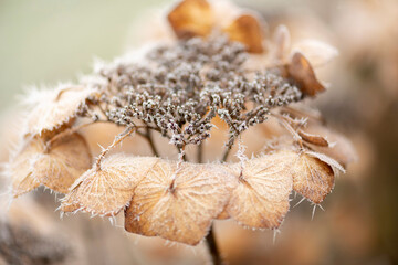 Eiskristalle auf Schneeballhortensien, Frost und Kälte im Winter.