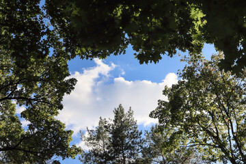 Fototapeta premium Trees Framing Blue Sky With White Clouds On Sunny Day.