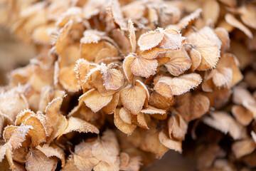 Eiskristalle auf Schneeballhortensien, Frost und Kälte im Winter.