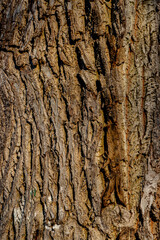 Close-Up View of Tree Bark Texture in Natural Sunlight Outdoors