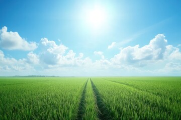Fototapeta premium Sunny day over vast green paddy field.