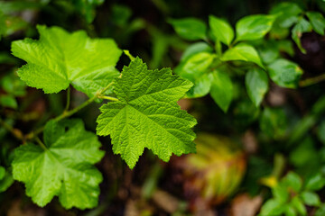 green leaves of a plant