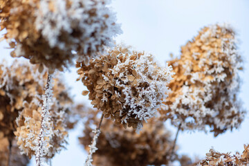 Eiskristalle auf Schneeballhortensien, Frost und Kälte im Winter.