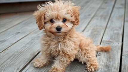 Cute fluffy puppy sitting on wooden deck in bright daylight enjoying the outdoors