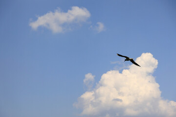 Fototapeta premium Seagull Flying Against Blue Sky With White Clouds.