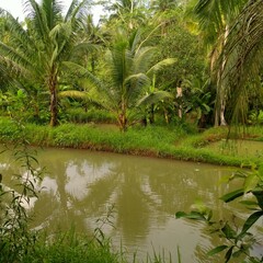 Fish ponds in the village