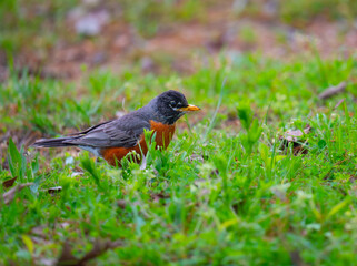 American robin hunting in the grass