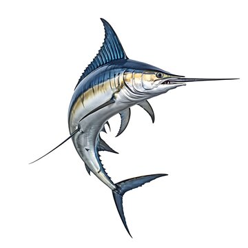 Marlin isolated on a white background