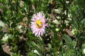 Pollination of pink flower of China aster in mid August