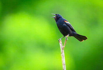 Red-winged blackbird male perched on the very top tip of a tree singing