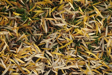 Willow fallen leaves on the grass in November