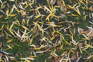 Yellow fallen leaves of willow on the ground in November
