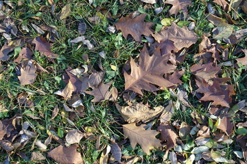 Top view of brown fallen leaves of red oak in the grass in mid November
