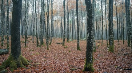 Fototapeta premium A serene autumn forest in Peneda National Park, Portugal, featuring moss-covered trees and fallen leaves blanketing the ground