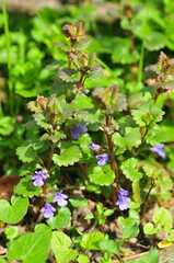 Glechoma hederacea