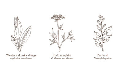 Collection of edible and medicinal plants