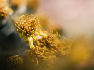 Close up of a yellow flower