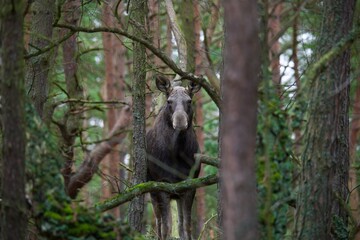 Forest and moose