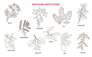 Best sources of Vitamin C. Collection of edible and medicinal plant