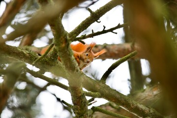 red cardinal on a branch