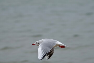seagull in flight