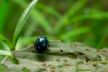 bug on leaf