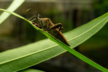 Rice ear bug
