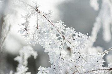 In kalter Winternacht haben sich Eiskristalle an Pflanzen gebildet  und zeigen Ihre filigrane Schönheit bei Tageslicht.