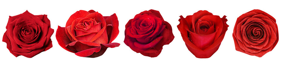 PNG Valentine's red rose, element set on transparent background