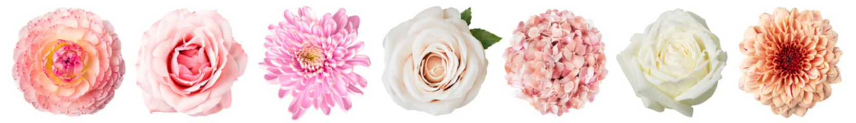 PNG Flower top view, element set on transparent background