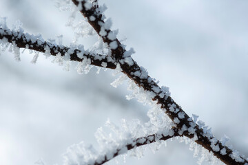 In kalter Winternacht haben sich Eiskristalle an Pflanzen gebildet  und zeigen Ihre filigrane Schönheit bei Tageslicht.