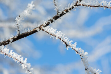 In kalter Winternacht haben sich Eiskristalle an Pflanzen gebildet  und zeigen Ihre filigrane Schönheit bei Tageslicht.
