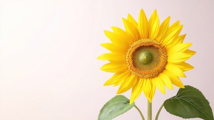 Fototapeta premium A vibrant sunflower against a soft background, symbolizing beauty.