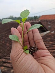 plants for human life