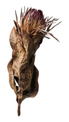 Dried pink protea png sticker, botanical, transparent background