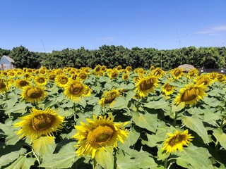 Sunflowers blooming in a bright summer field under a clear blue sky