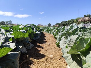 A sunny cabbage field in the countryside surrounded by lush green vines and a clear blue sky.