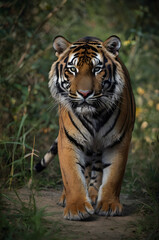 Obraz premium tiger in the wild