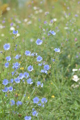 Cichorium intybus