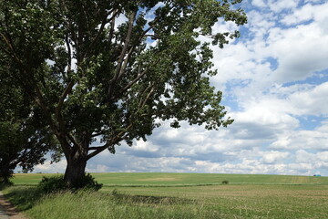 Feld in der Wetterau