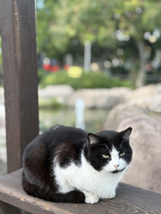 street cat walks through the evening city. High quality photo