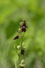 Ophrys insectifera