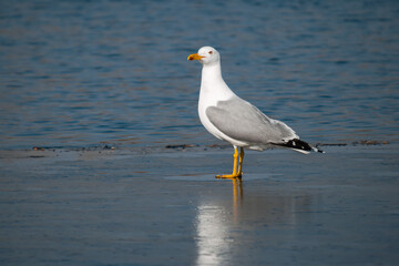 A seagull stands on an ice floe with its left side and looks intently