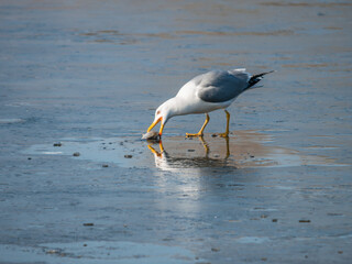 A seagull standing on an ice floe grabs a fish with its beak