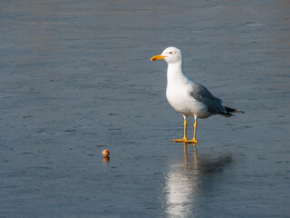 A seagull stands on an ice floe near a cracked walnut