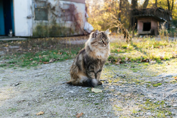 Fluffy cat in the backlight of the setting sun in the courtyard of a village house