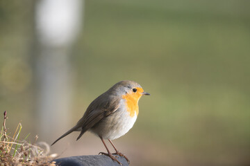Fauna selvatica Capanno Nisida Poiana