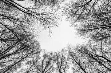 Tree black branch isolated on white. Black and white trees silhouettes on sky background. Bare...