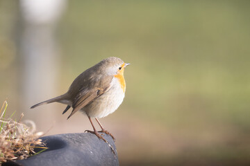 Fauna selvatica Capanno Nisida Poiana