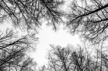 Tree black branch isolated on white. Black and white trees silhouettes on sky background. Bare branches trees in winter. Forest pattern texture. Halloween concept.